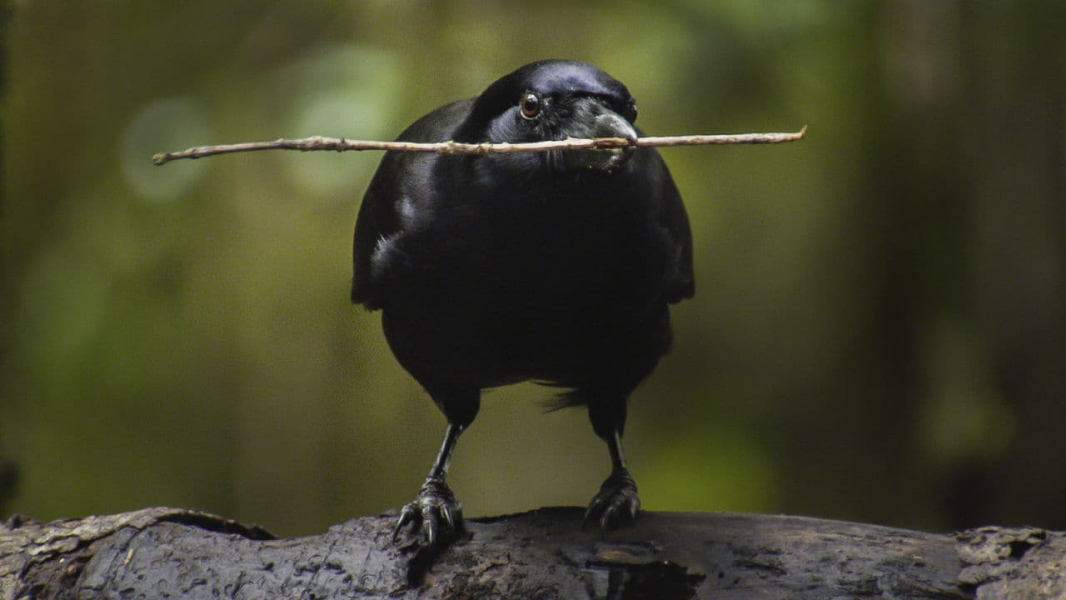 Beak & Brain - Genius Birds from Down Under